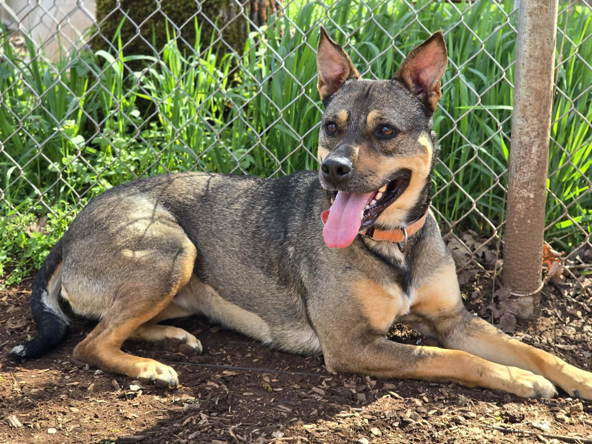 Enlarge Cathy, a ADOPTABLE mixed breed in Grants Pass, OR image 2/6