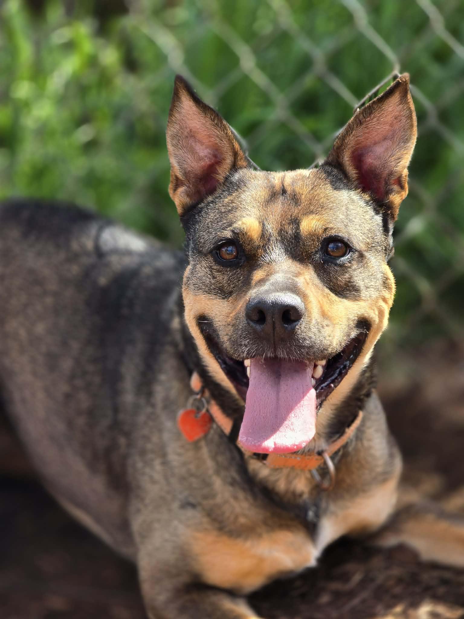 Enlarge Cathy, a ADOPTABLE mixed breed in Grants Pass, OR image 1/6