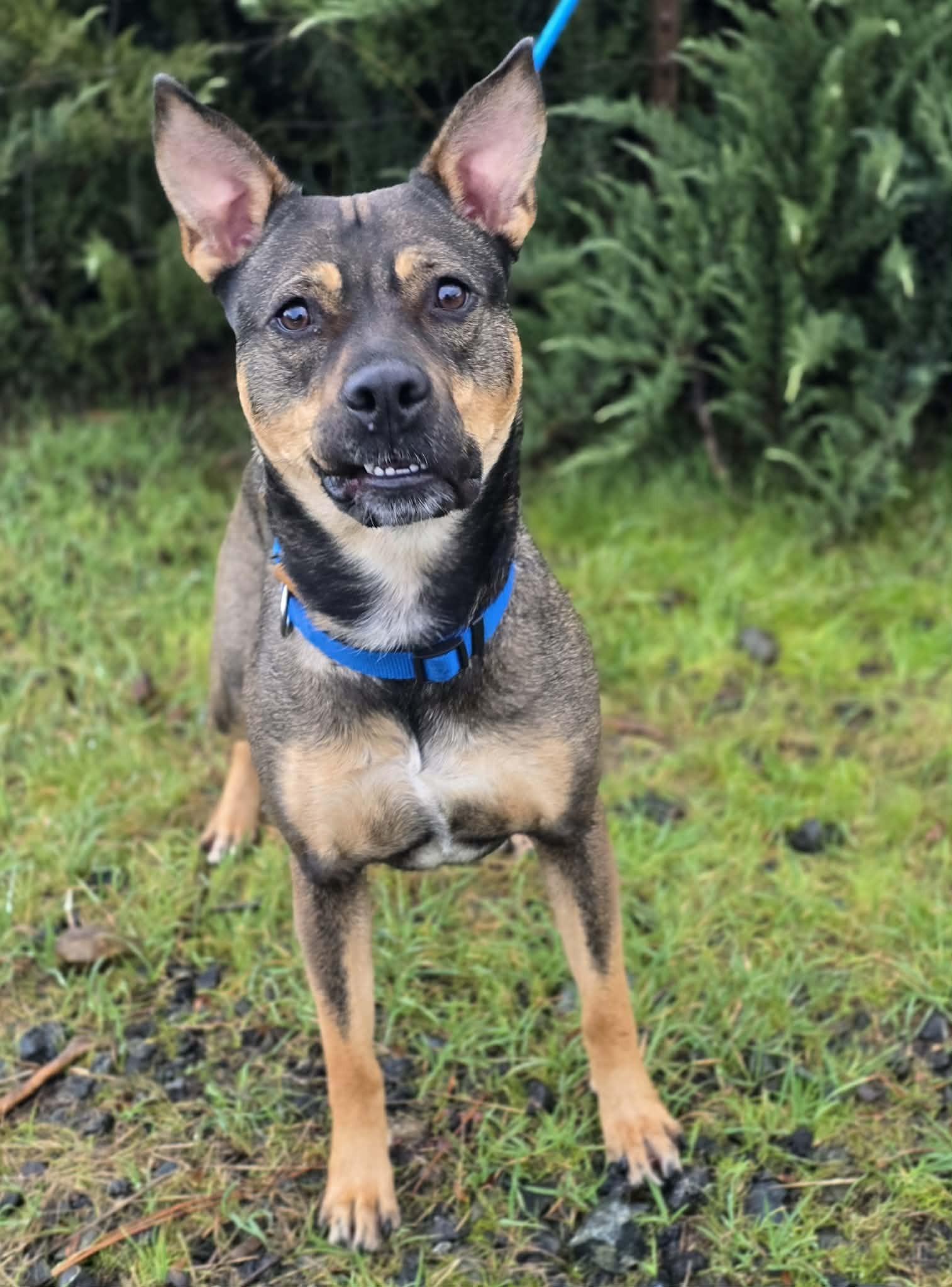 Enlarge Cathy, a ADOPTABLE mixed breed in Grants Pass, OR image 3/4