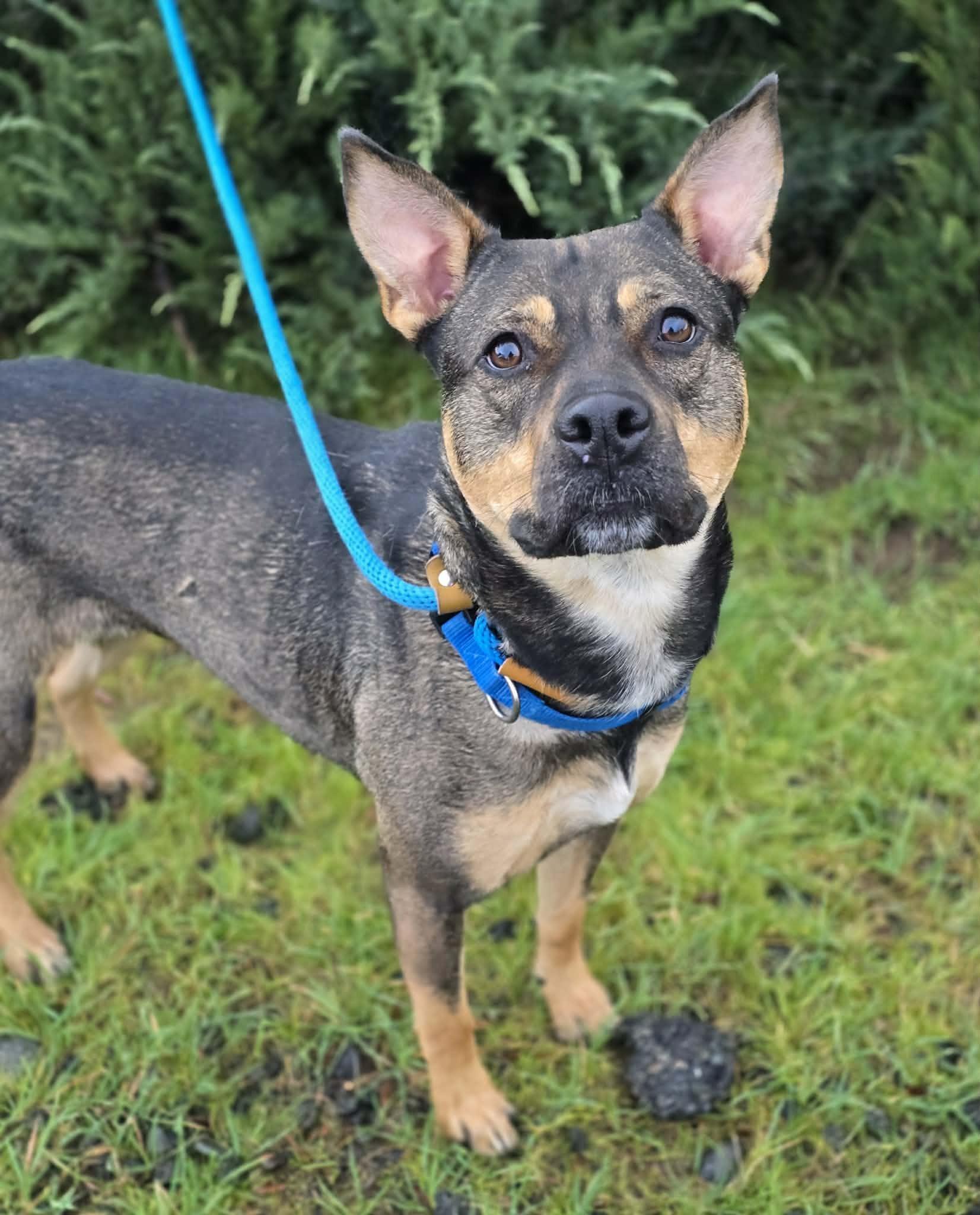 Enlarge Cathy, a ADOPTABLE mixed breed in Grants Pass, OR image 2/4