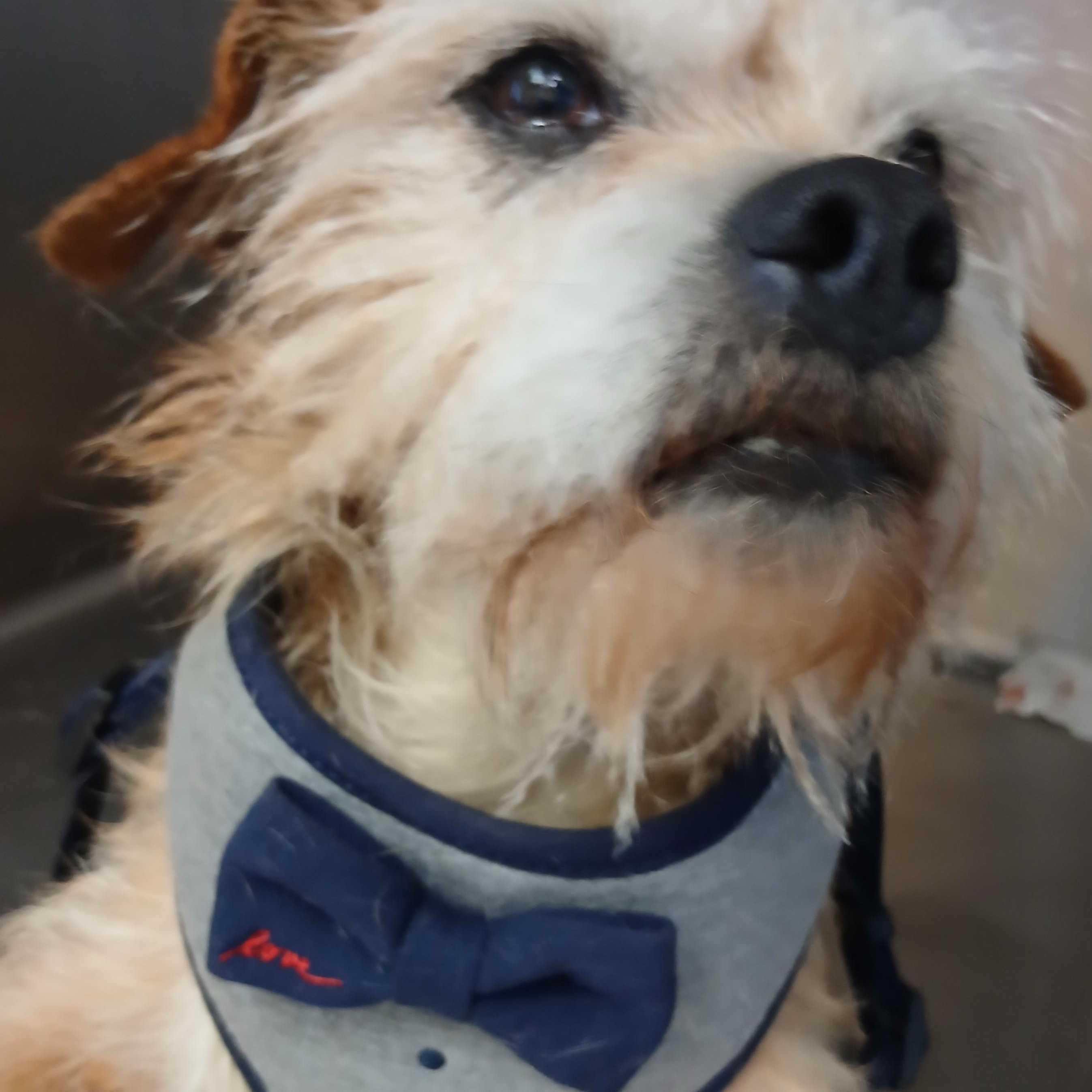 Gunner, a ADOPTABLE mixed breed in Irvine, KY image 5/6