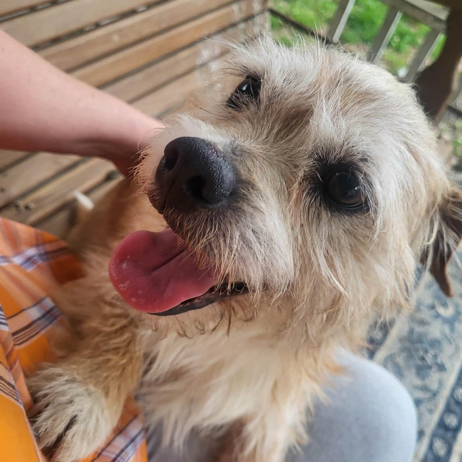 Gunner, a ADOPTABLE mixed breed in Irvine, KY image 4/6