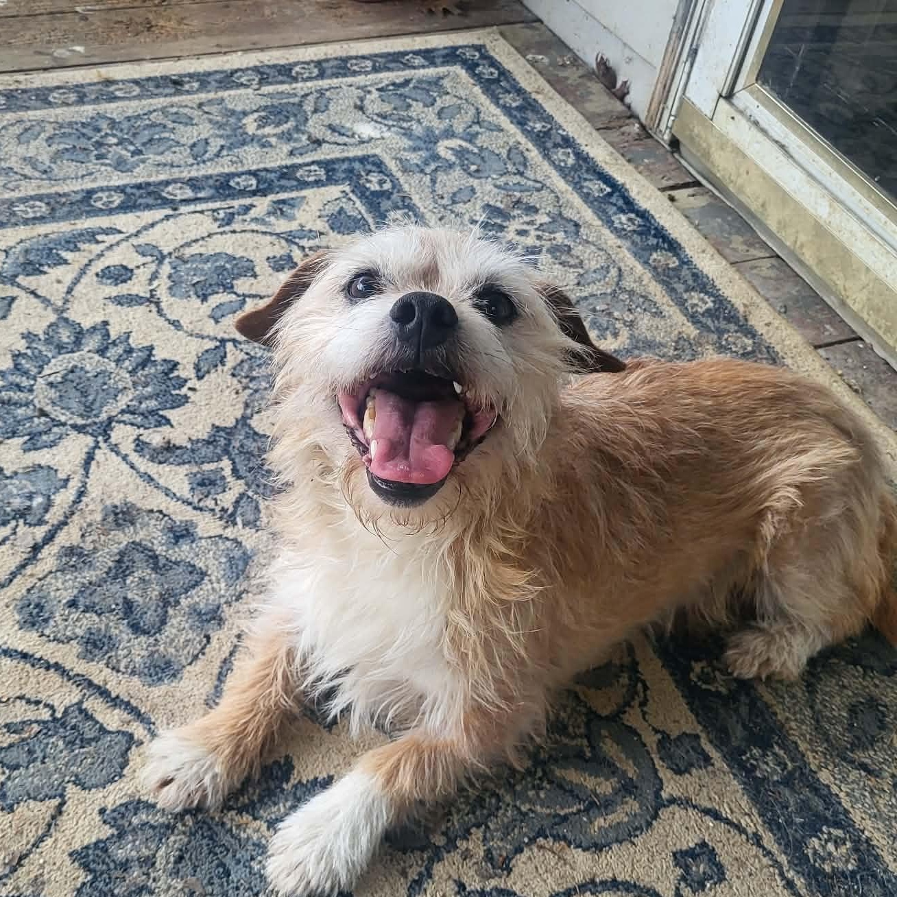 Gunner, ADOPTABLE, Adult Male Cairn Terrier.