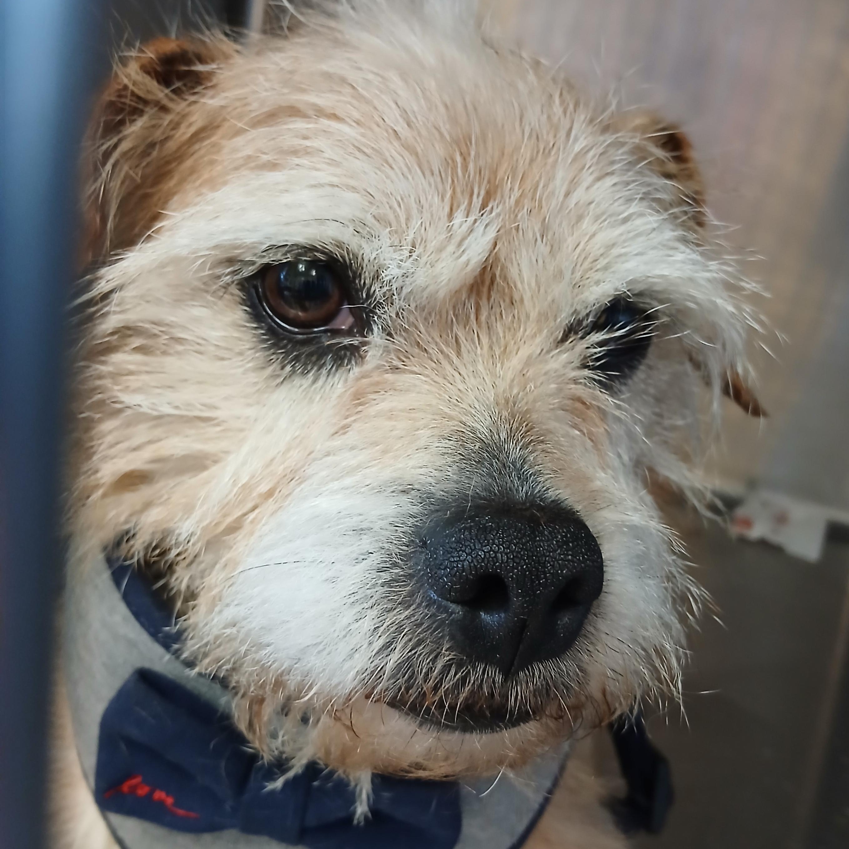 Gunner, a ADOPTABLE mixed breed in Irvine, KY image 3/6