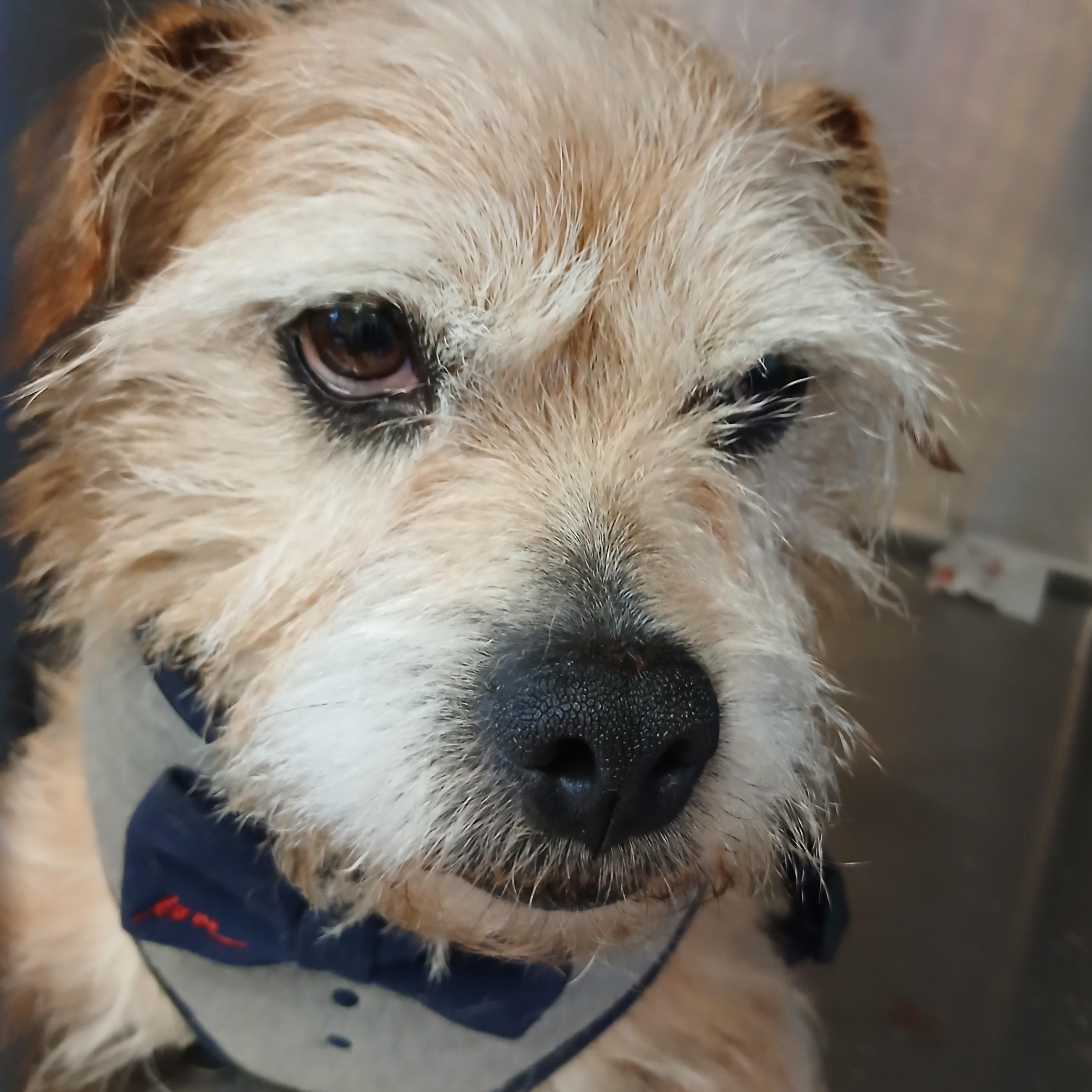 Gunner, a ADOPTABLE mixed breed in Irvine, KY image 6/6