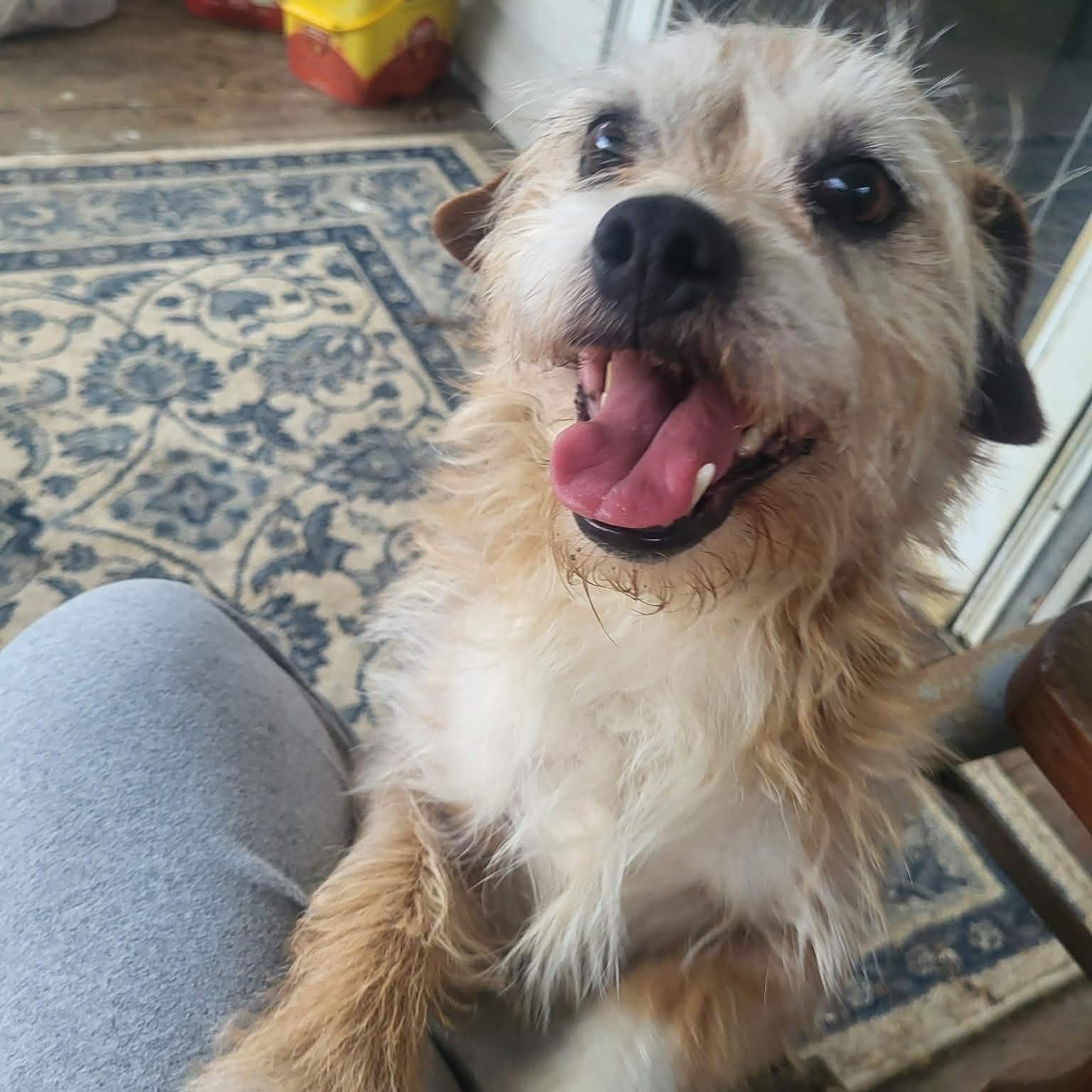 Gunner, a ADOPTABLE mixed breed in Irvine, KY image 2/6