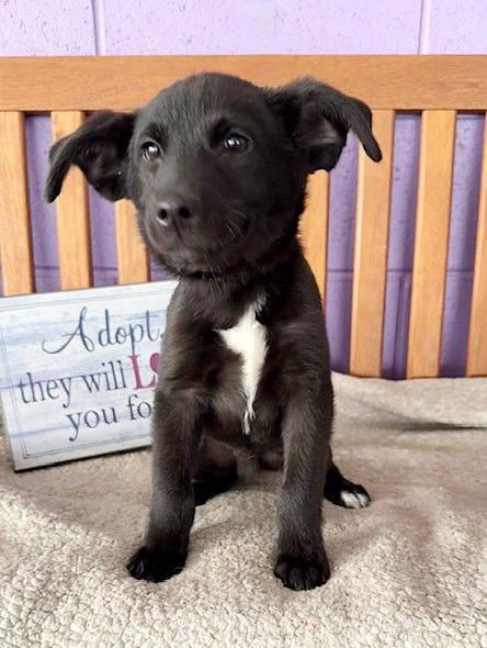 **GRANT**, a Adoptable Labrador Retriever in North Prairie, WI image 1/3