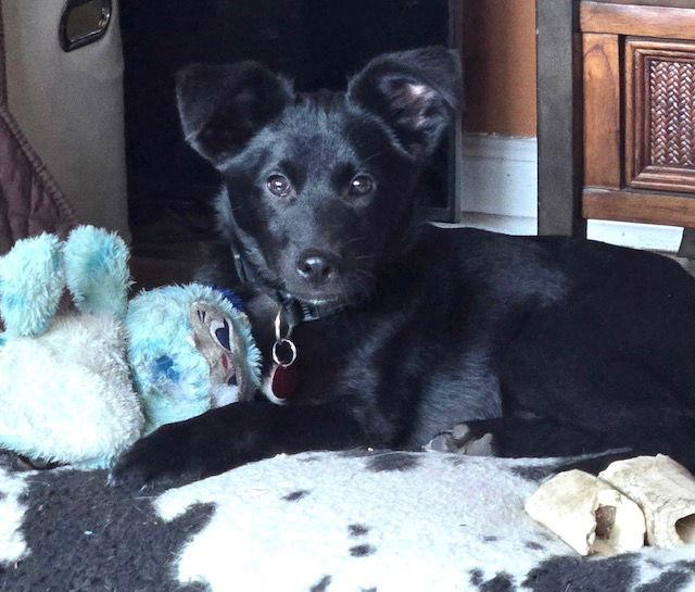 **GRANT**, Adoptable, Puppy Male Labrador Retriever.