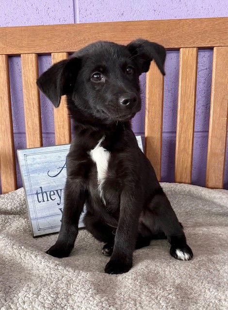 **GRANT**, a Adoptable Labrador Retriever in North Prairie, WI image 3/3