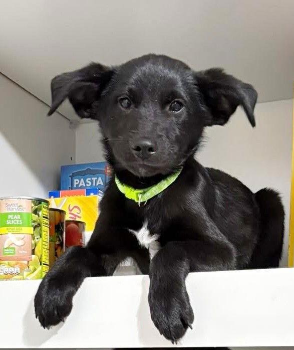 **GRANT**, a Adoptable Labrador Retriever in North Prairie, WI image 2/3