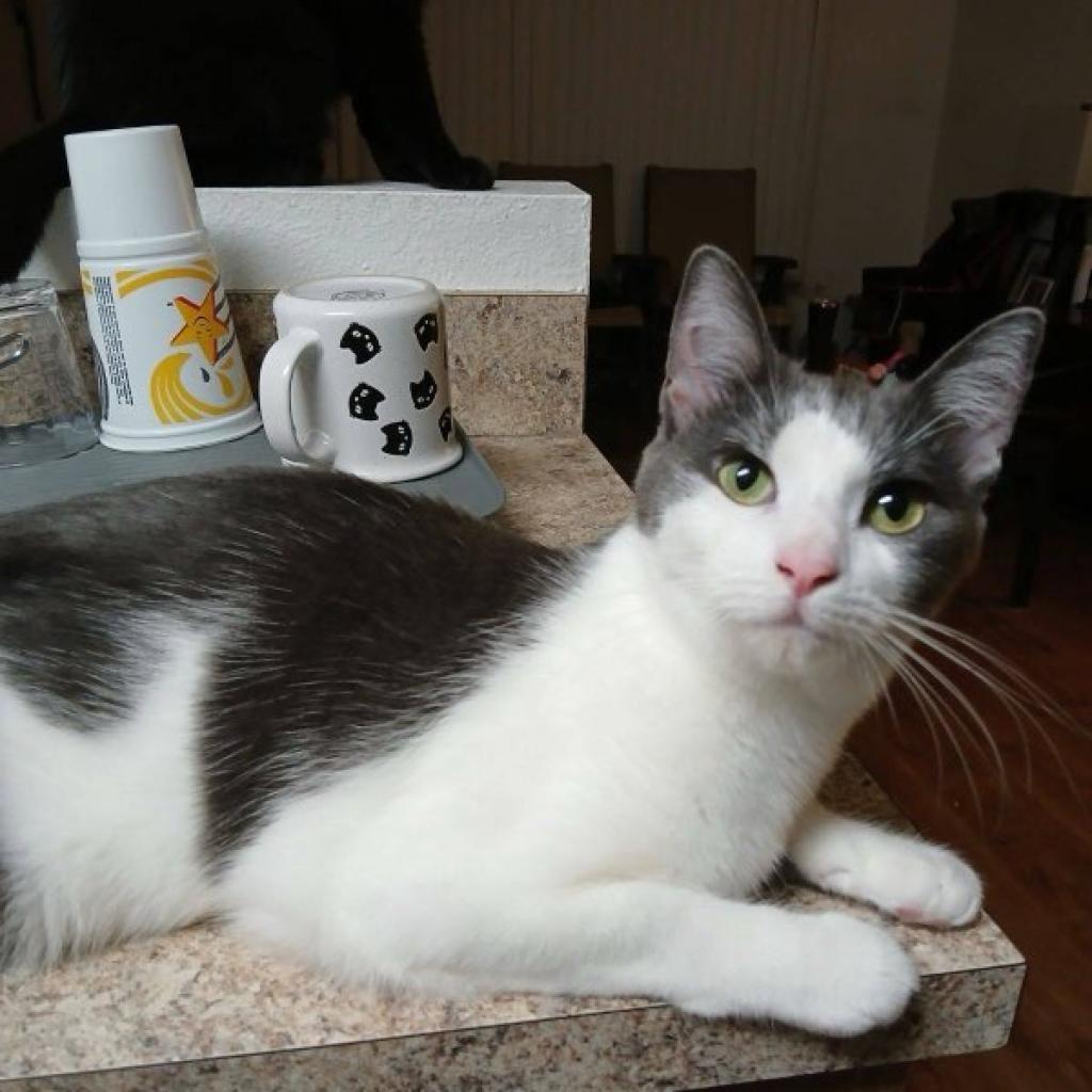 Bubbles, Adoptable, Adult Female Domestic Short Hair.