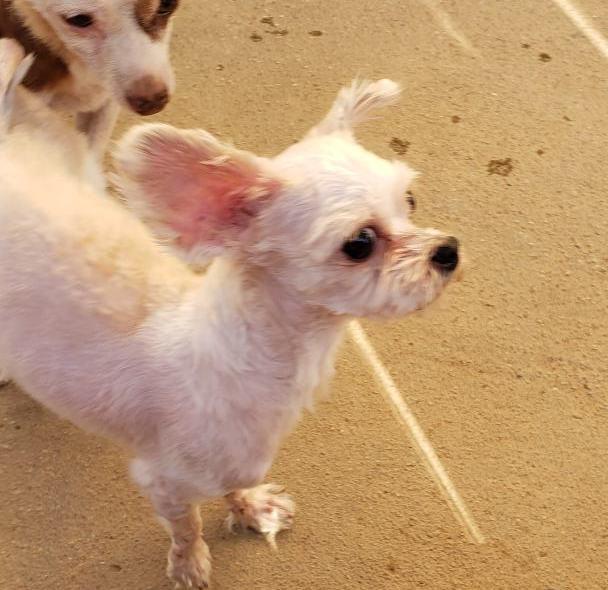 Enlarge Danny & Sandy (bonded pair), a Adoptable mixed breed in Edmonds, WA image 3/6