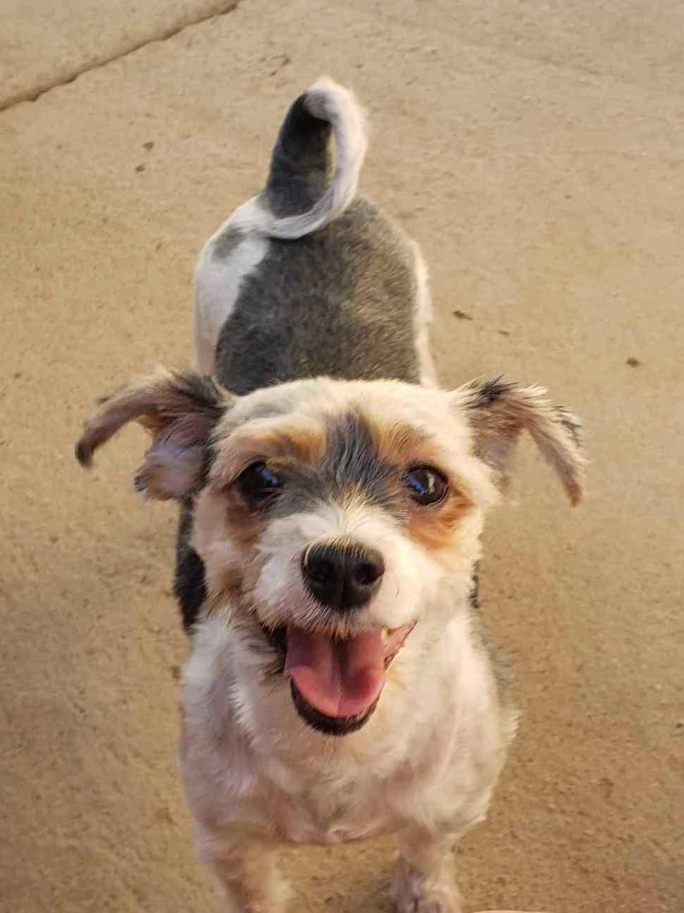 Enlarge Danny & Sandy (bonded pair), a Adoptable mixed breed in Edmonds, WA image 2/6