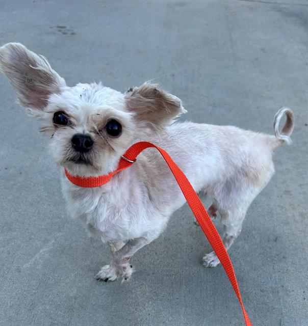 Danny & Sandy (bonded pair), Adoptable, Adult Male Maltese & Terrier.