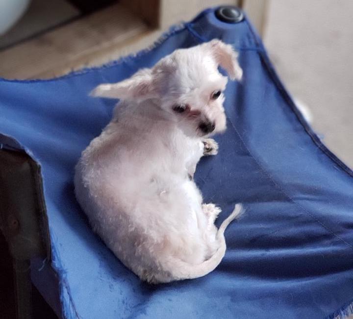 Enlarge Danny & Sandy (bonded pair), a Adoptable mixed breed in Edmonds, WA image 4/6