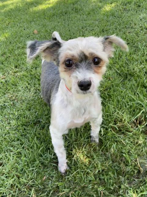 Enlarge Danny & Sandy (bonded pair), a Adoptable mixed breed in Edmonds, WA image 5/6