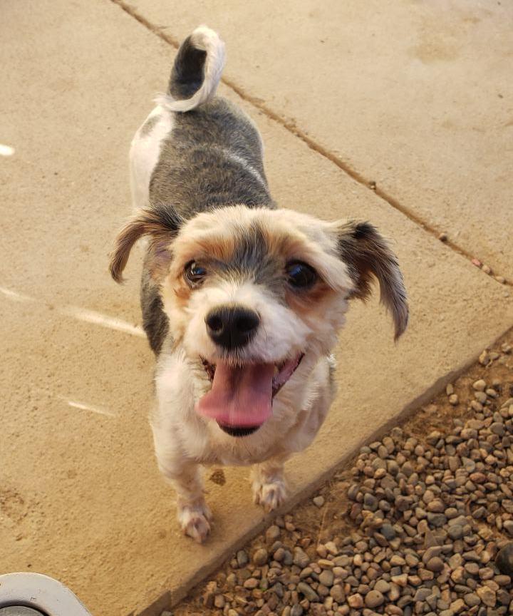 Enlarge Danny & Sandy (bonded pair), a Adoptable mixed breed in Edmonds, WA image 6/6