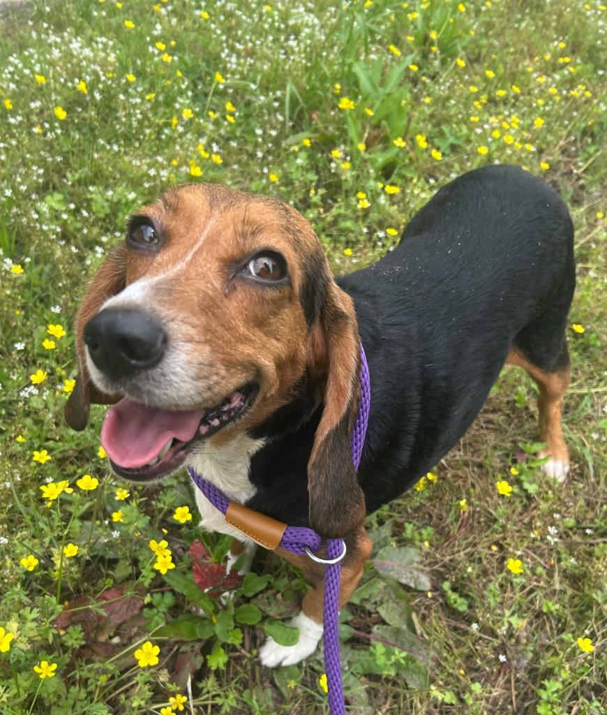 Coco / Boo, Adoptable, Adult Female Beagle.