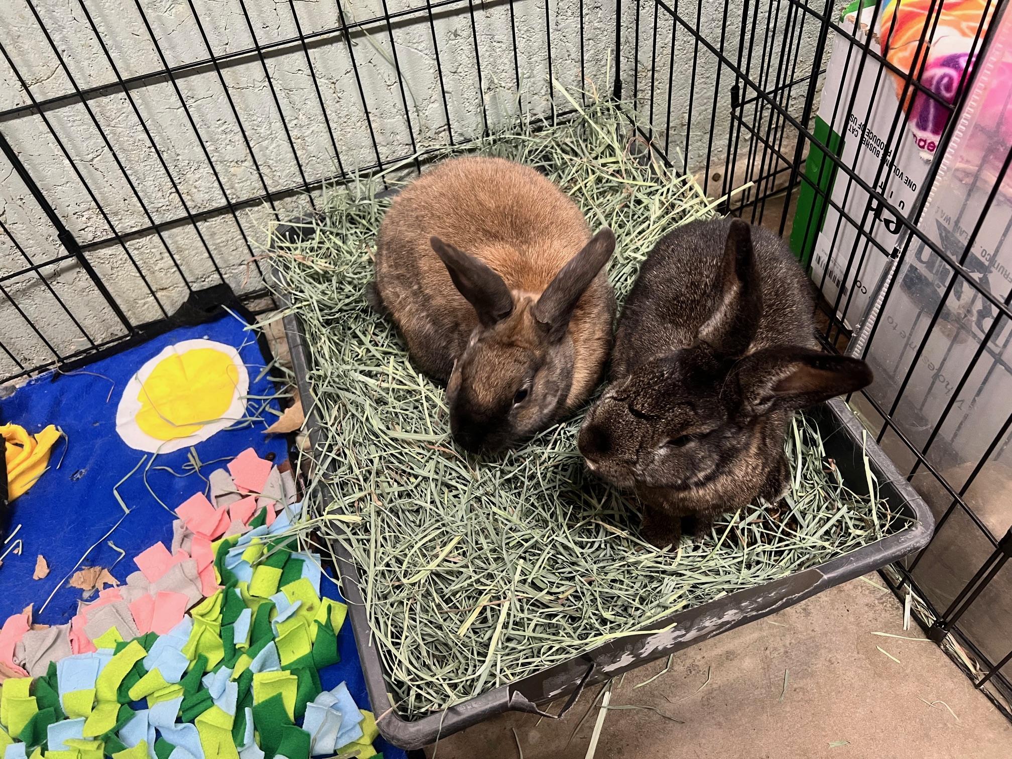 Joy (F) & Sandy (M) (Pen 5), Adopted, Adult Female Bunny Rabbit.