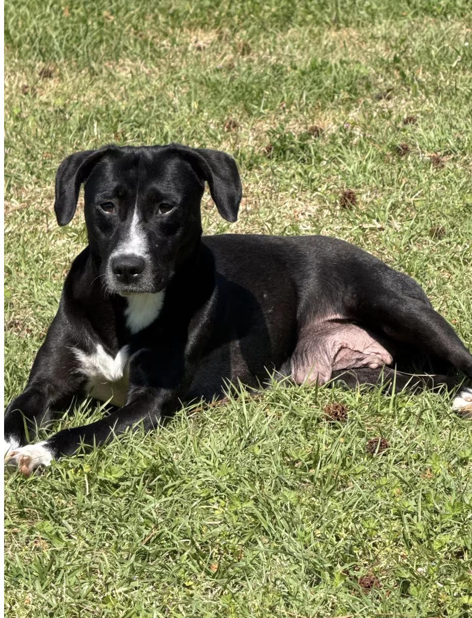 Bagel, ADOPTABLE, Adult Female Mixed Breed.