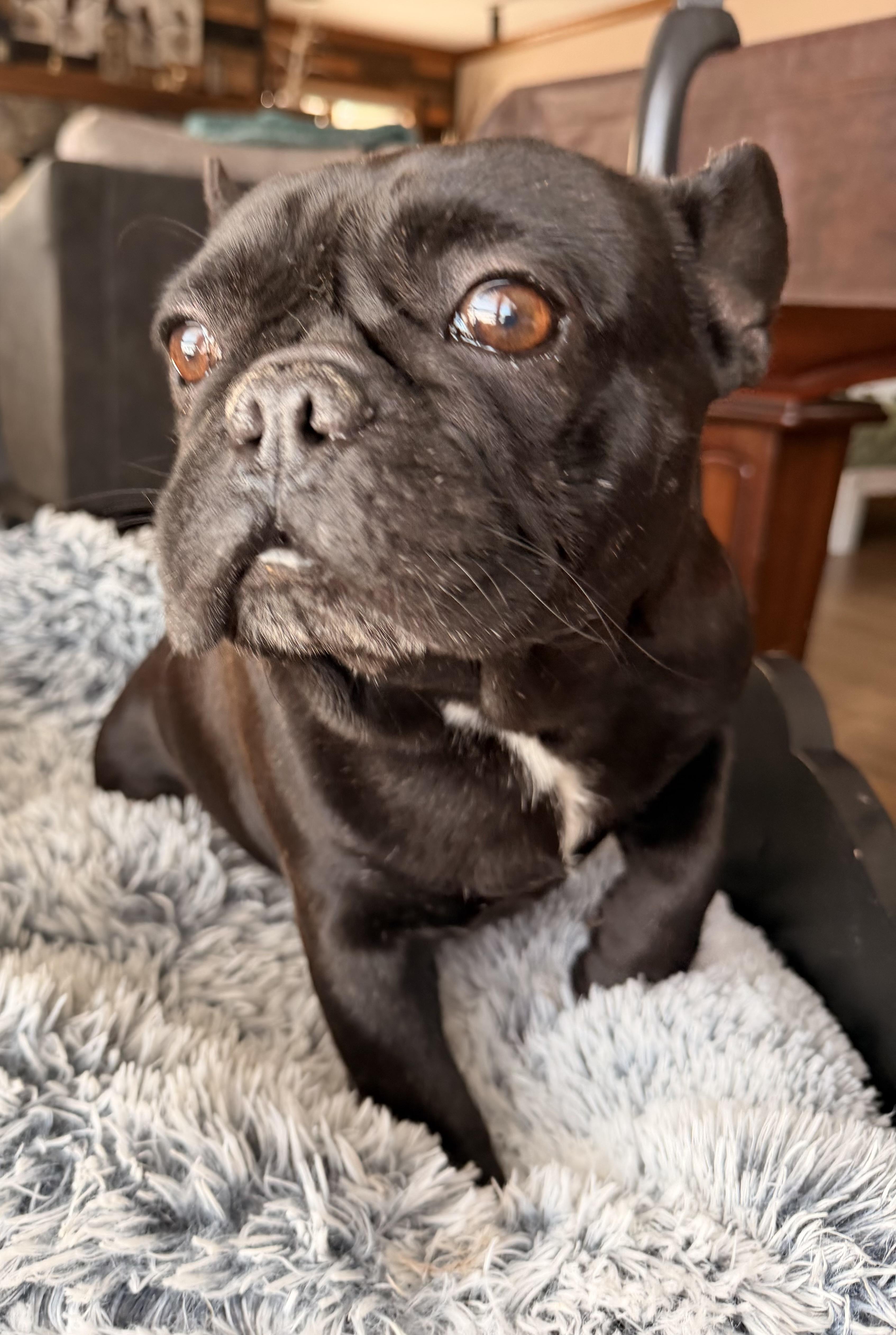 Enlarge Bubba , a ADOPTABLE French Bulldog in North Freedom, WI image 2/4