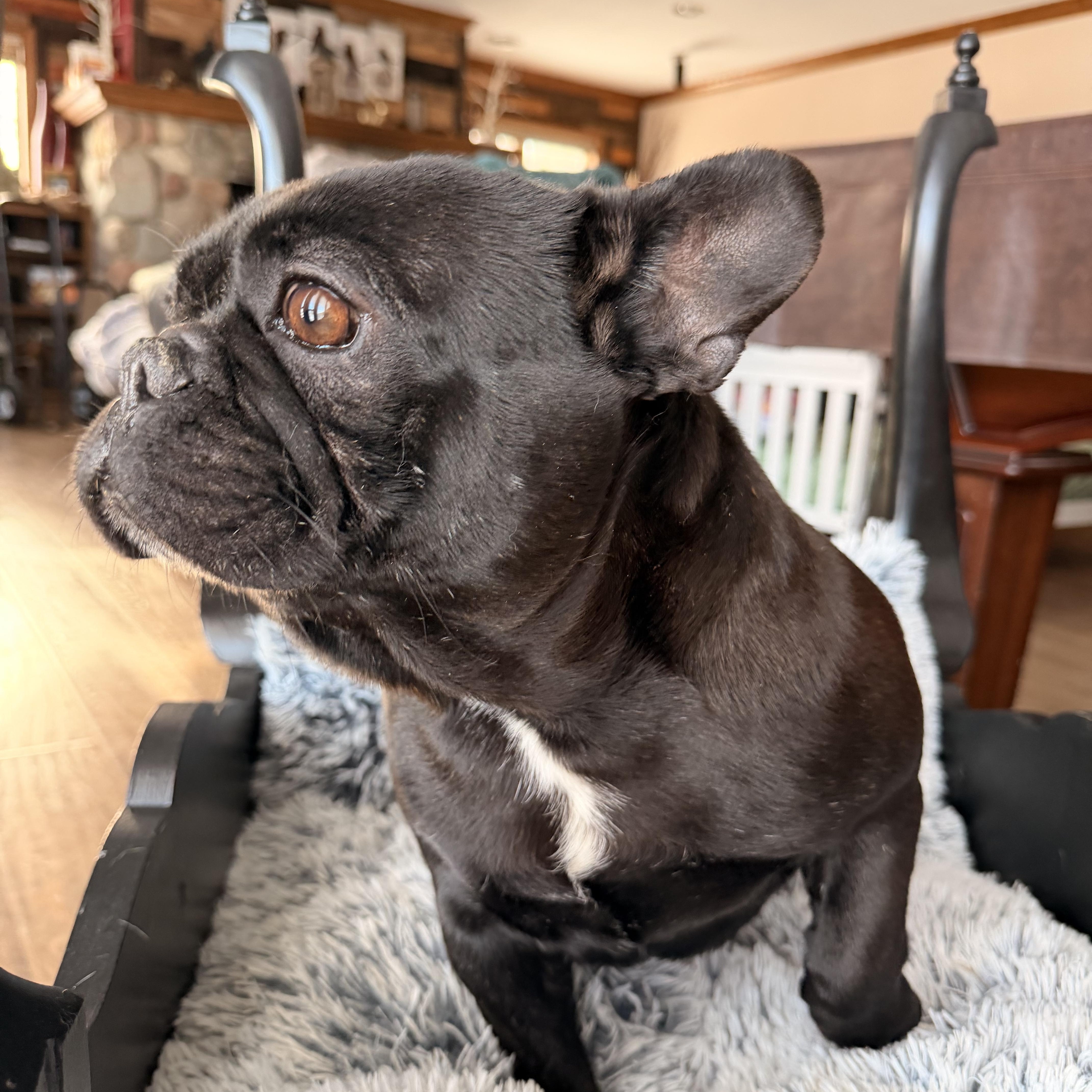 Enlarge Bubba , a ADOPTABLE French Bulldog in North Freedom, WI image 1/4