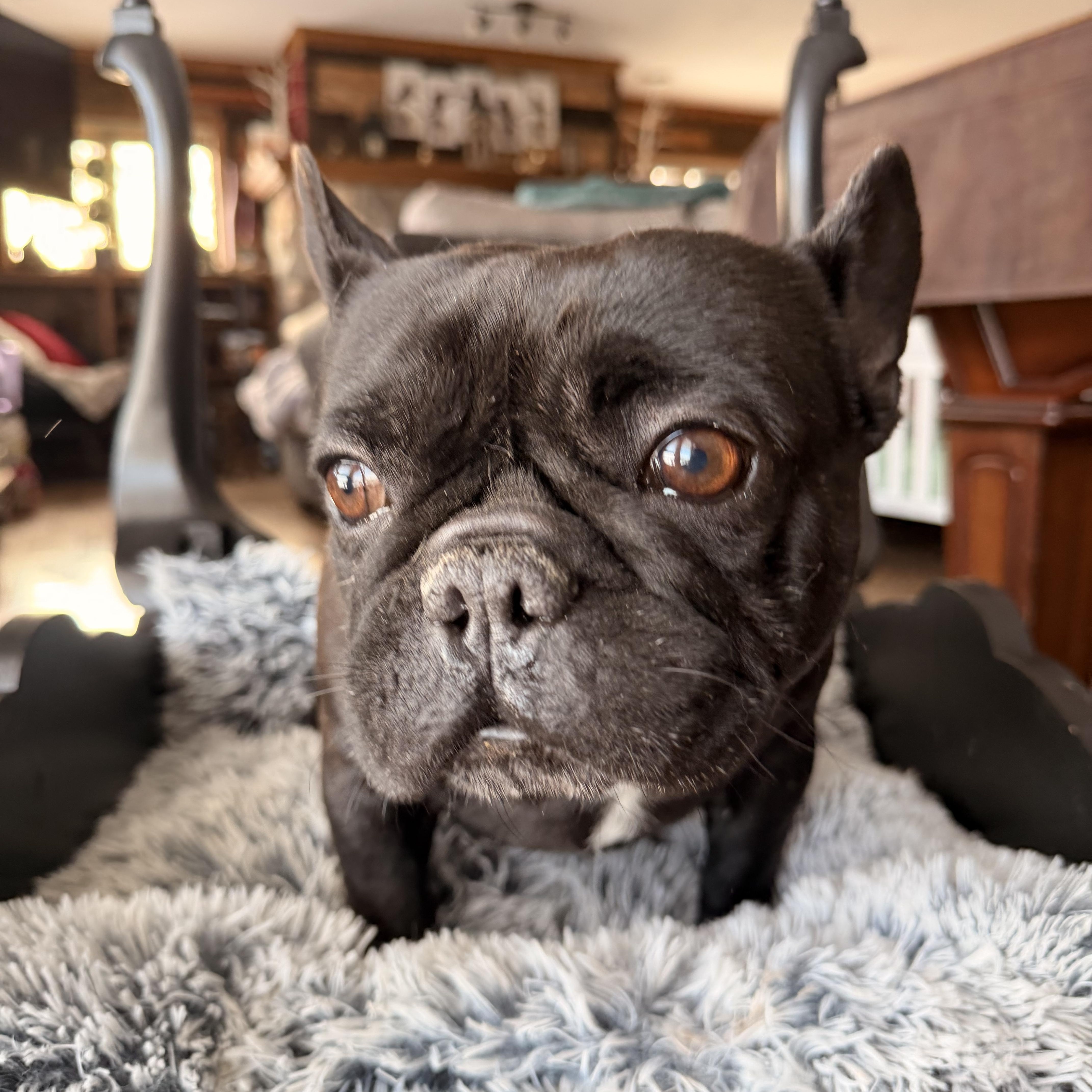 Enlarge Bubba , a ADOPTABLE French Bulldog in North Freedom, WI image 4/4