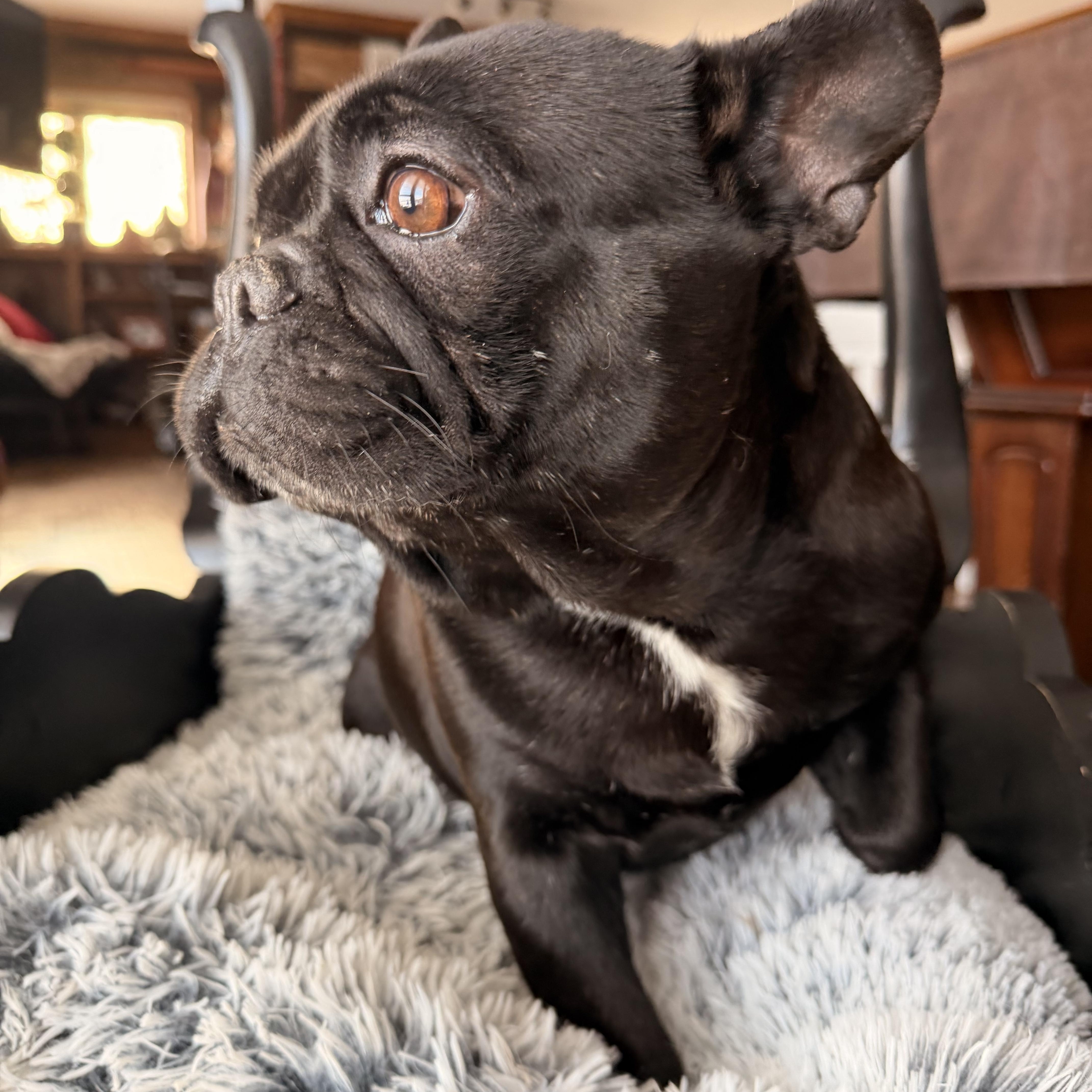 Enlarge Bubba , a ADOPTABLE French Bulldog in North Freedom, WI image 3/4