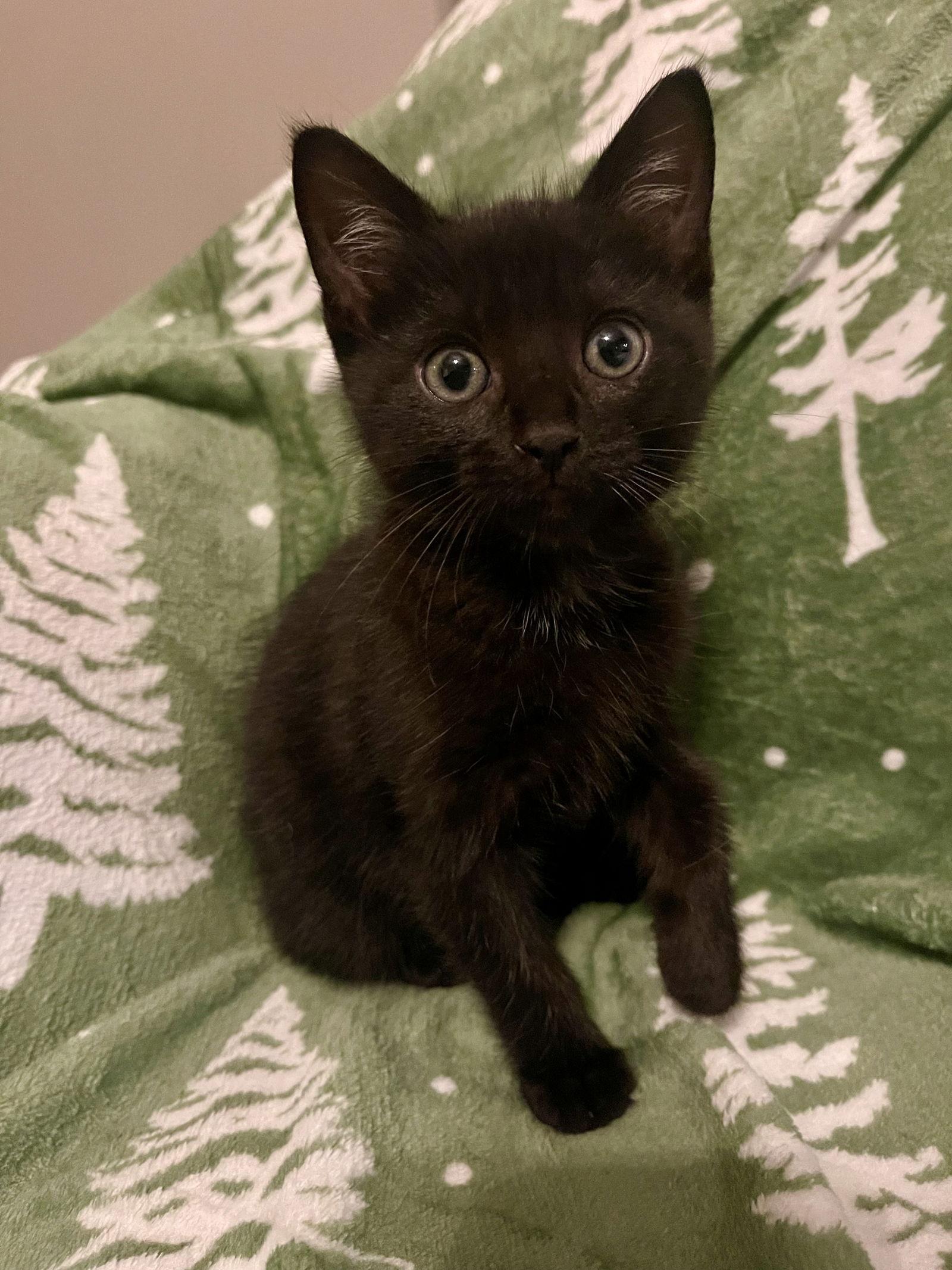 Enlarge Basil (7984), a Adoptable Domestic Short Hair in Wesley Chapel, FL image 1/1
