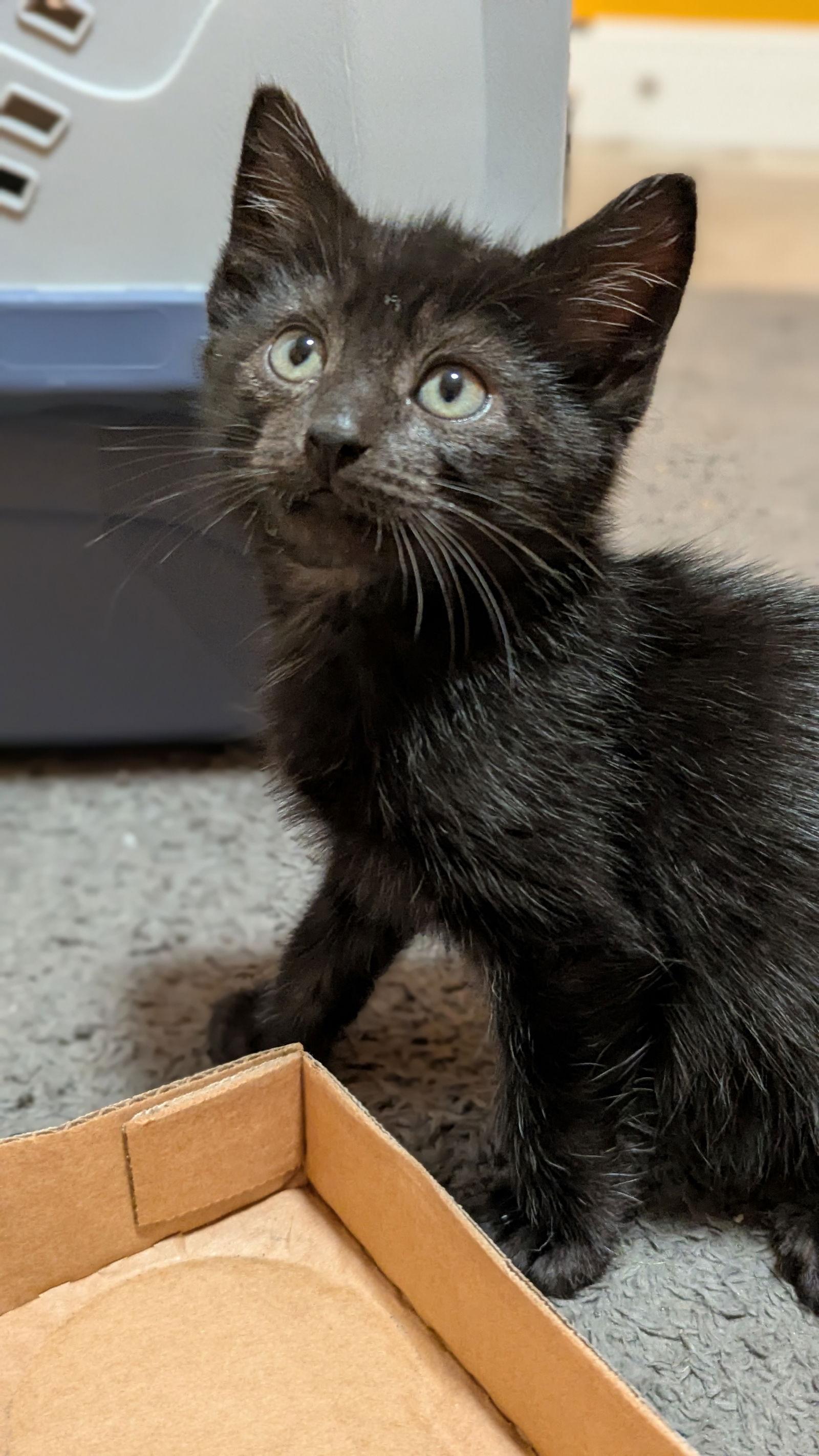 Mammoth (2914), Adoptable, Kitten Male Domestic Short Hair.