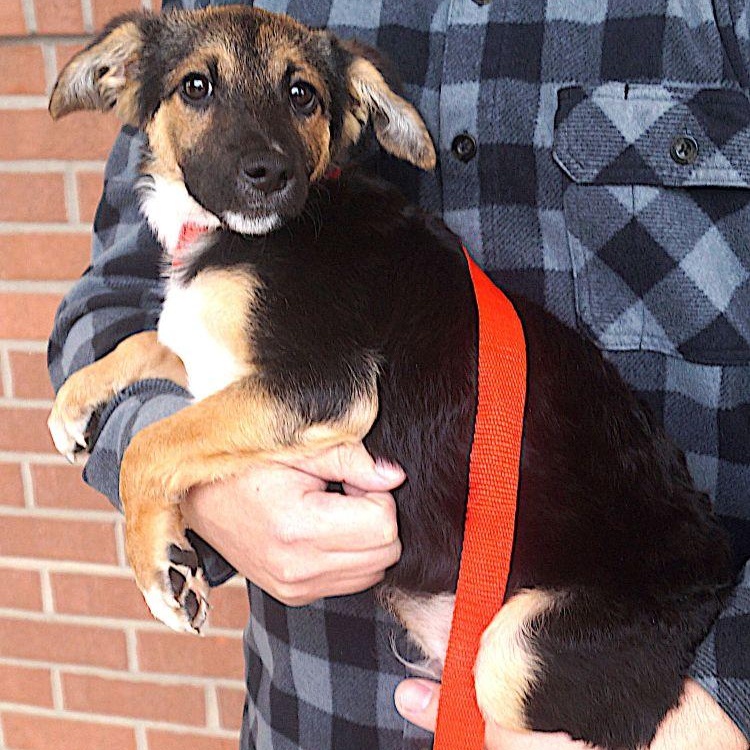 Aldo, a ADOPTABLE mixed breed in Carrollton, TX image 2/2