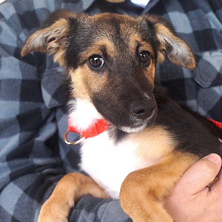 Aldo, ADOPTABLE, Young Male Shepherd.