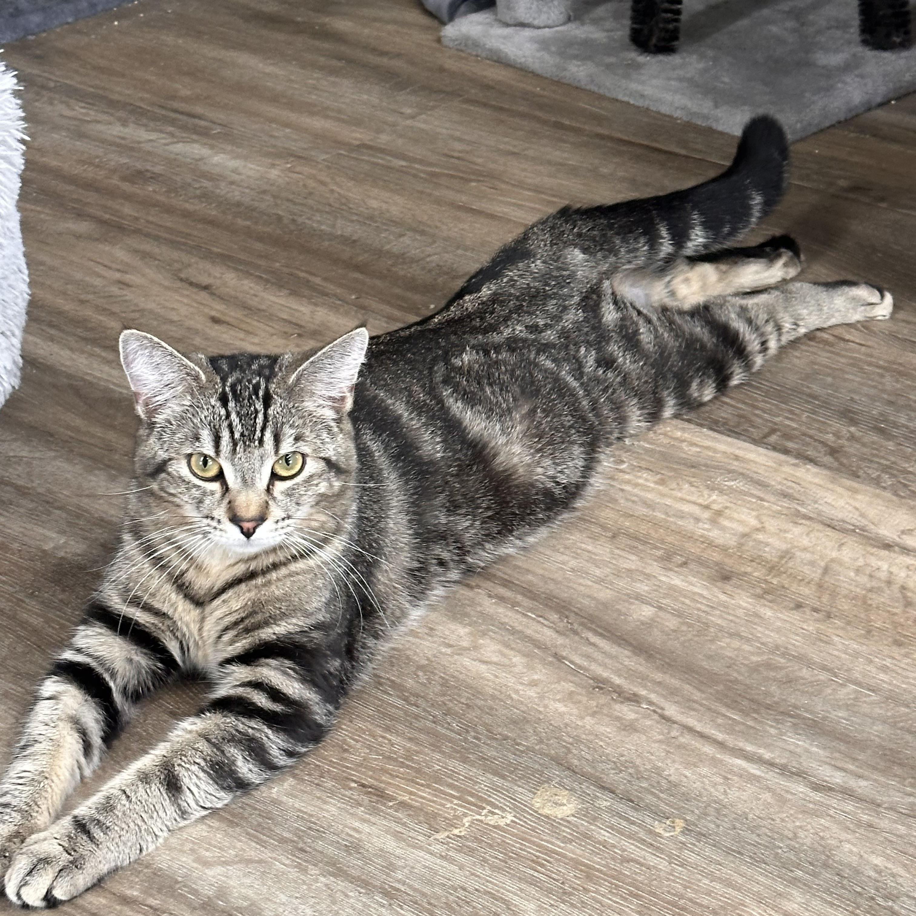 Oliver, Adoptable, Young Male American Shorthair.