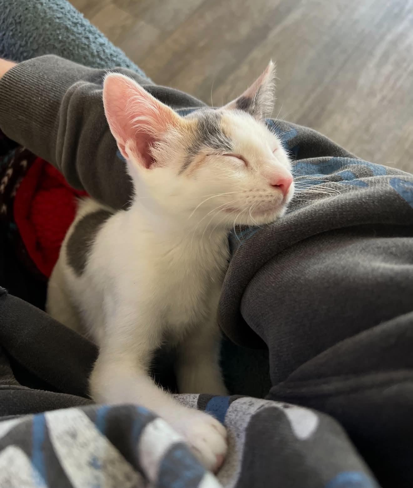 Enlarge Nina, a Adoptable Dilute Calico in Broken Arrow, OK image 3/3