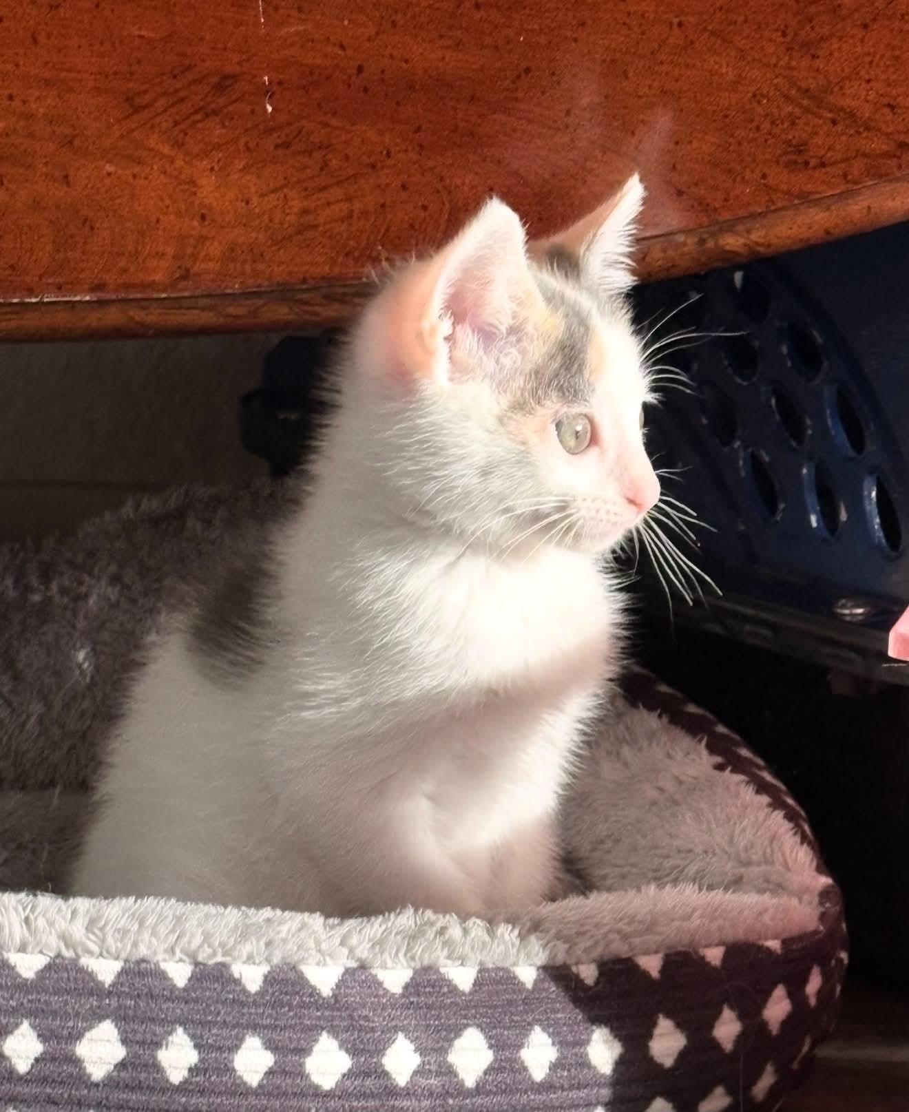 Nina, Adoptable, Kitten Female Dilute Calico.