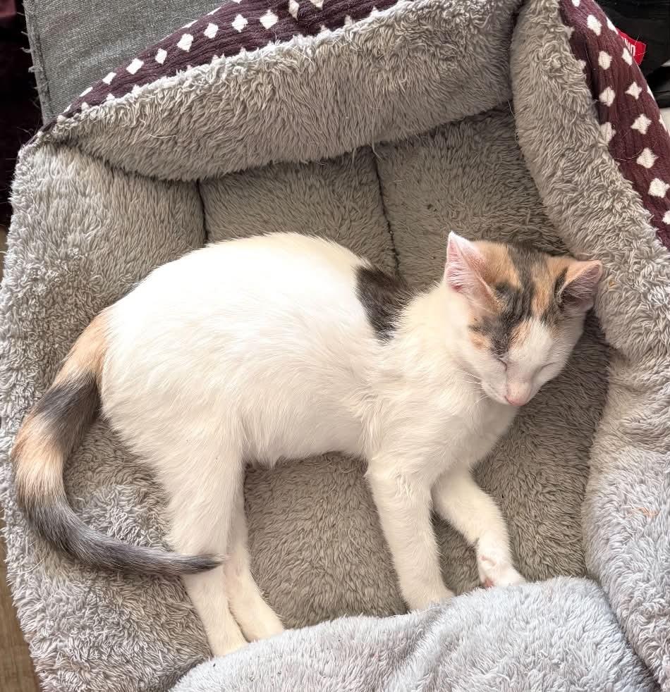 Enlarge Nina, a Adoptable Dilute Calico in Broken Arrow, OK image 2/3