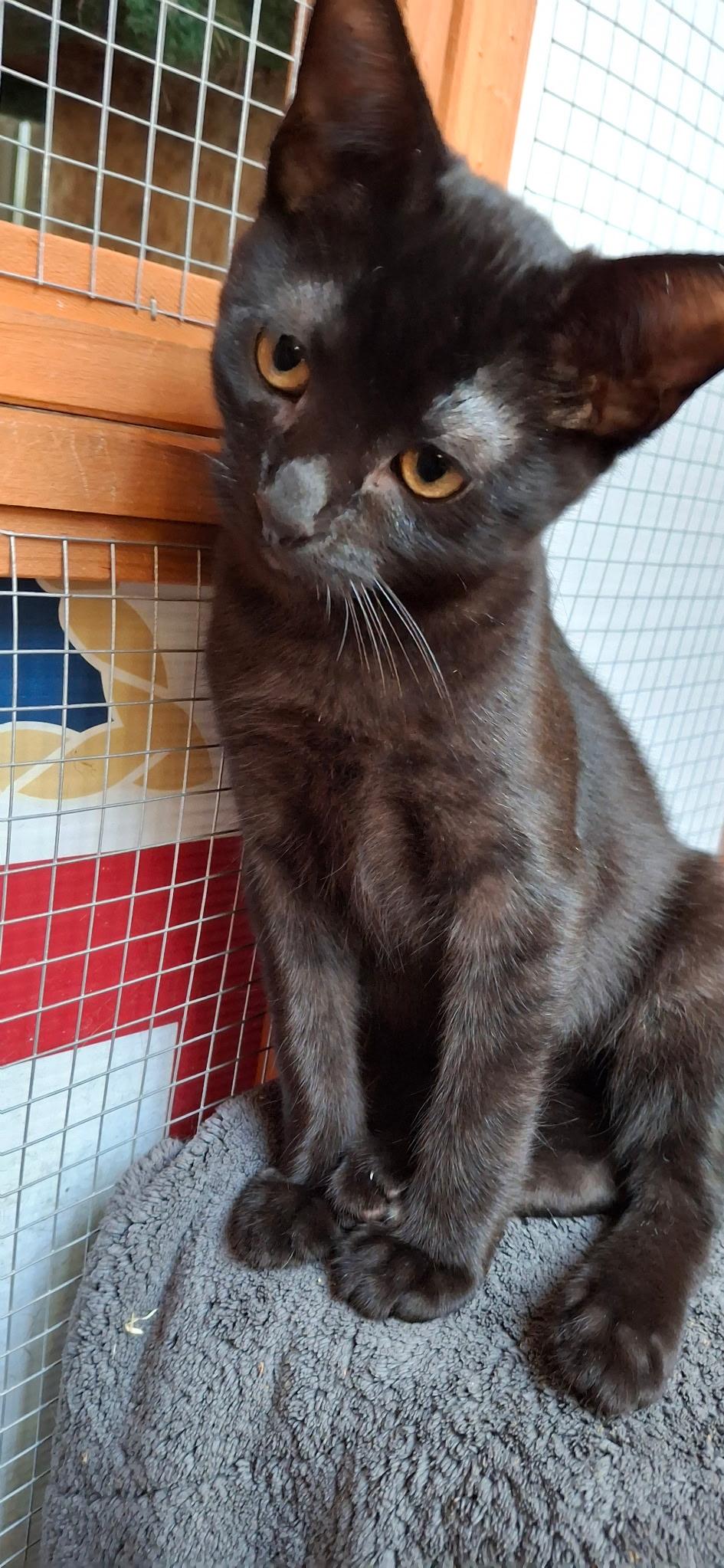 Hercules, a Adoptable Domestic Short Hair in Westminster, CA image 2/2