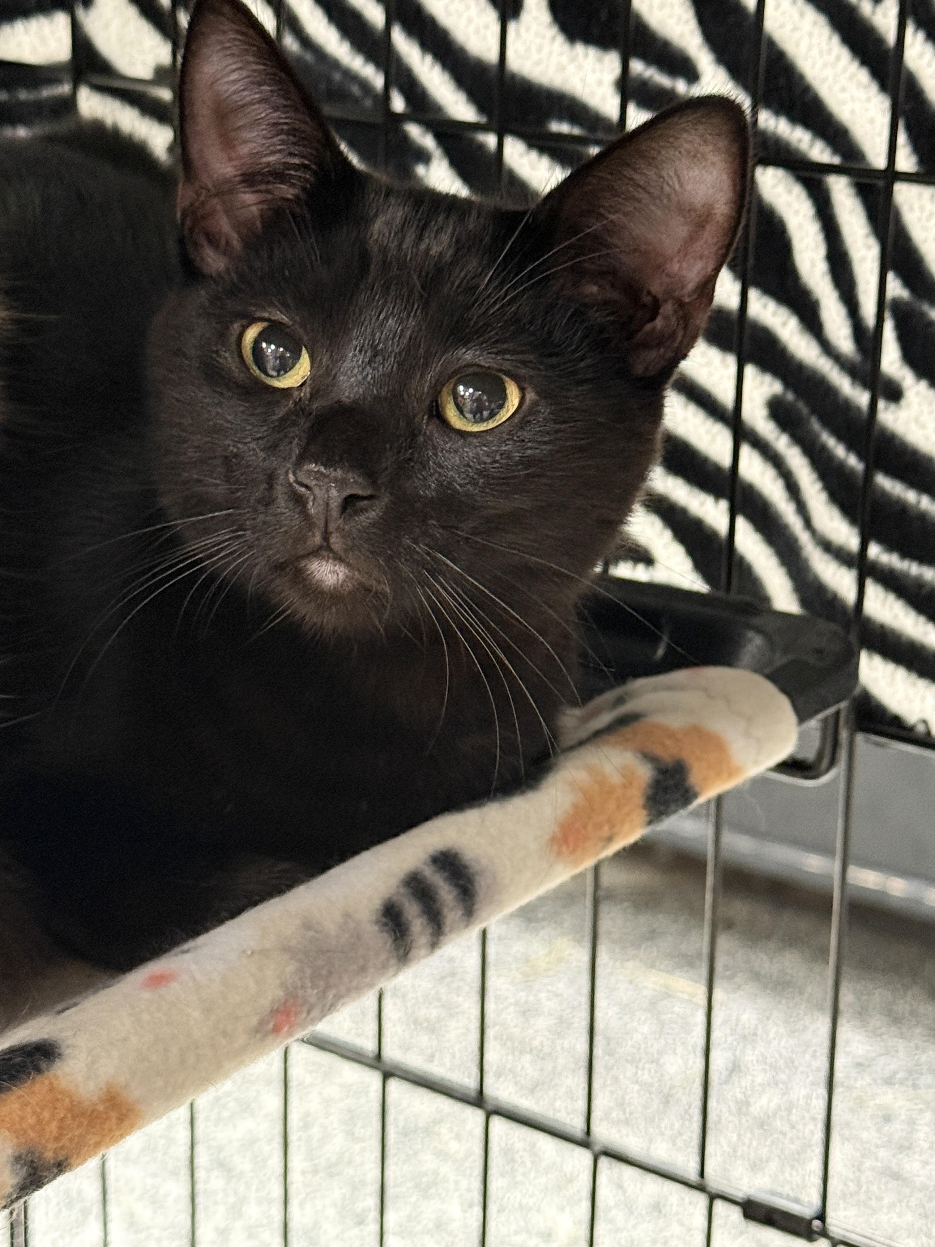 Hercules, Adoptable, Kitten Male Domestic Short Hair.