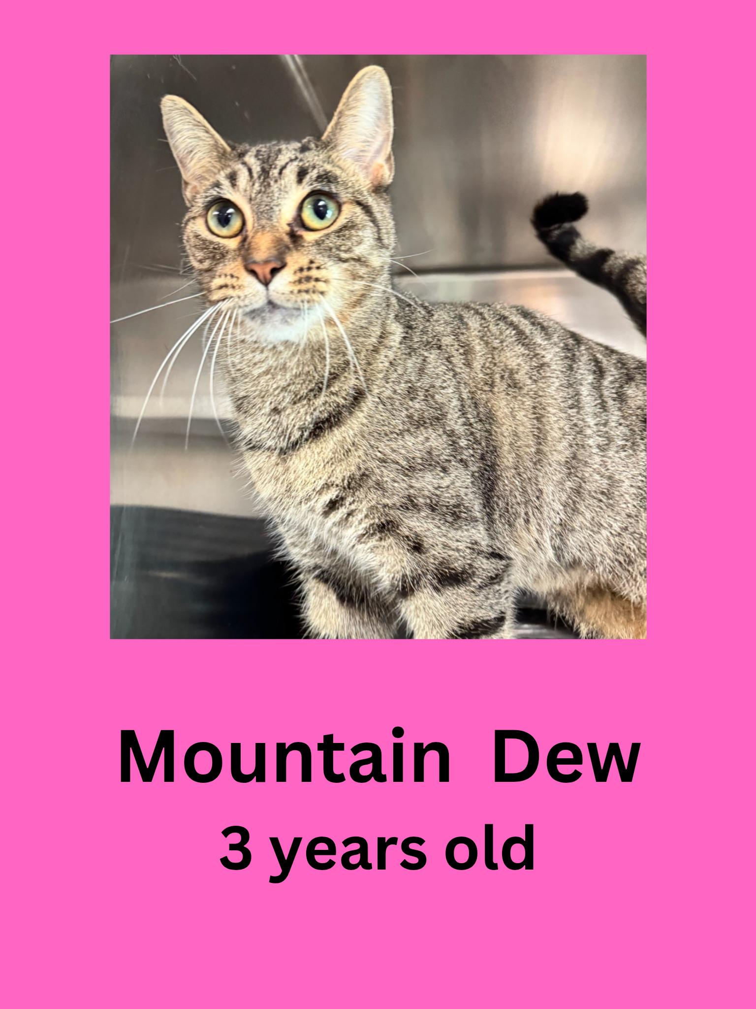 Enlarge Mountain Dew, a ADOPTABLE Domestic Short Hair in Ravenna, OH image 1/1