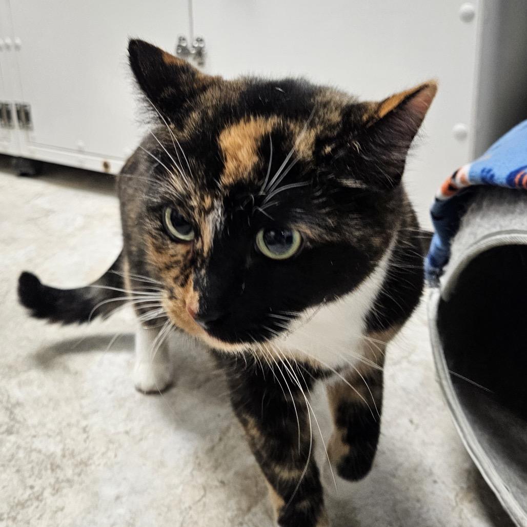 Mavis, Adoptable, Senior Female Domestic Short Hair.