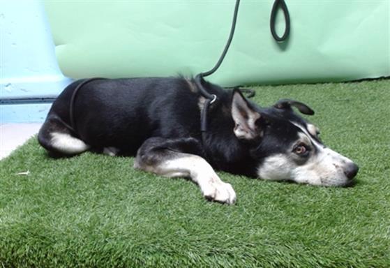 REESE, Adoptable, Adult Male German Shepherd Dog & Siberian Husky.