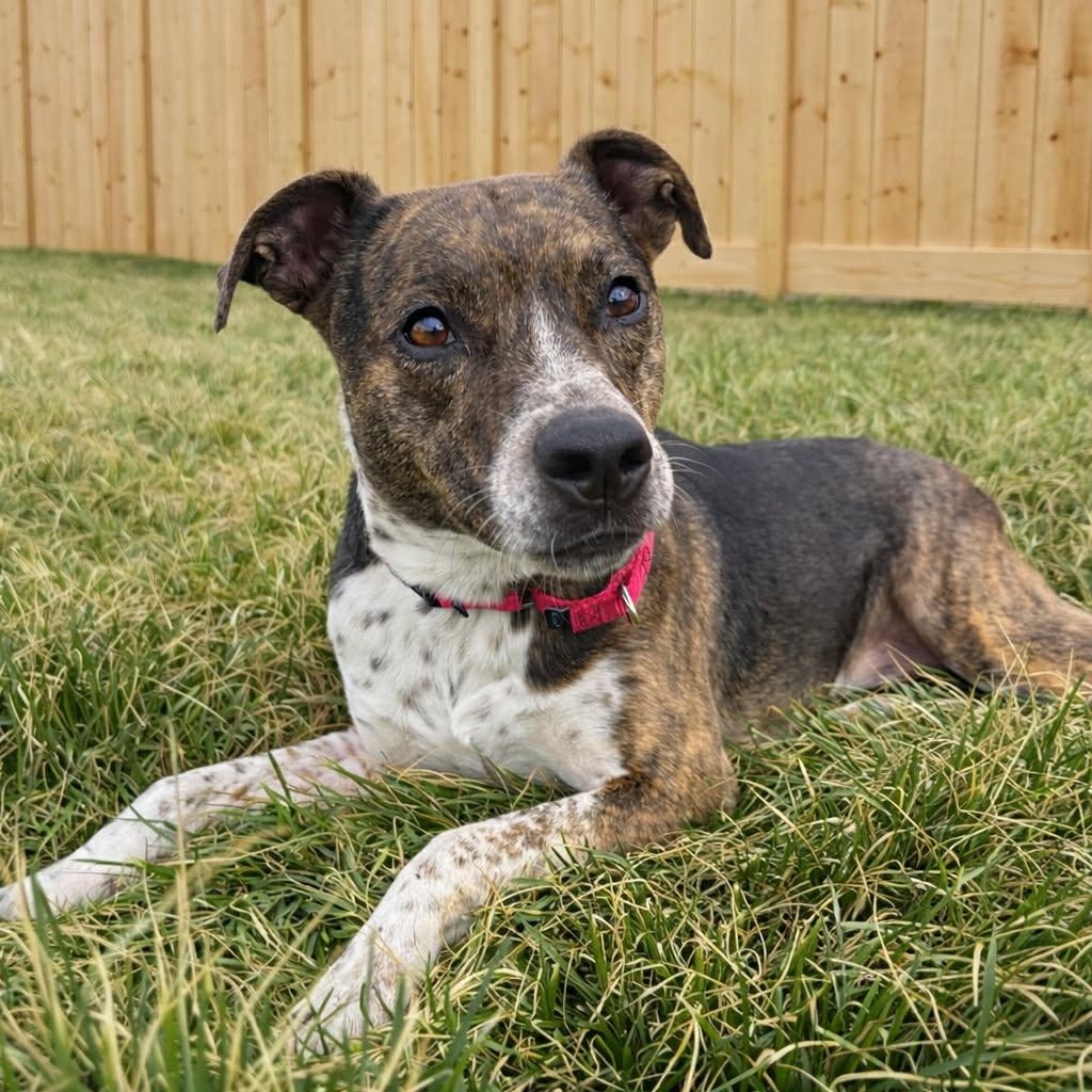 Enlarge Harriet , an adopted mixed breed in Springfield, MO image 4/5