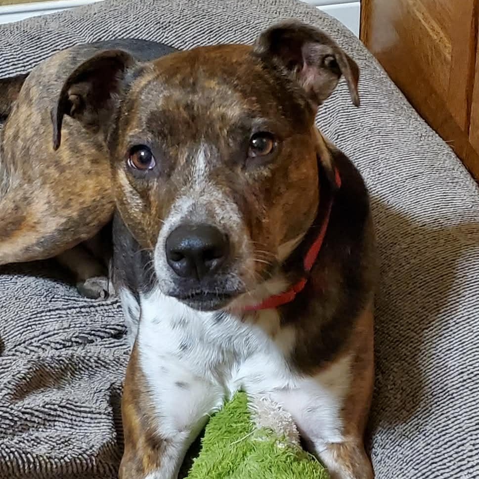 Enlarge Harriet , an adopted mixed breed in Springfield, MO image 2/5