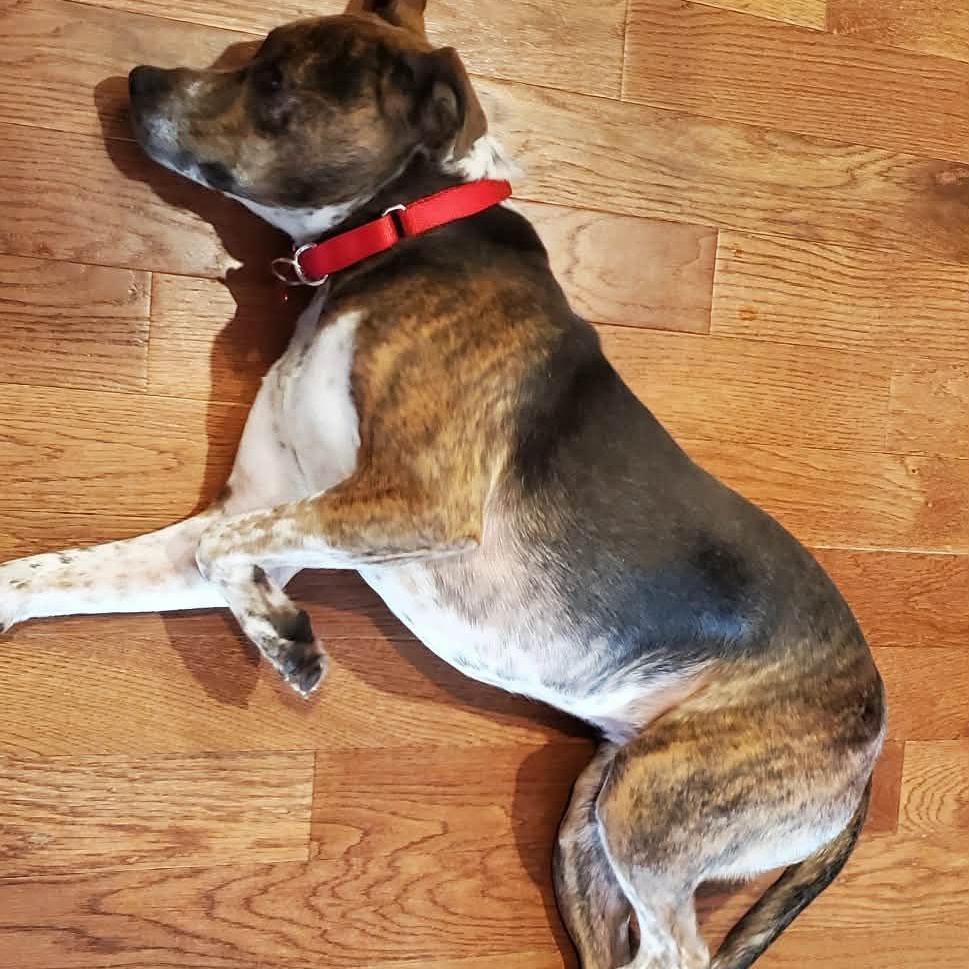 Enlarge Harriet , an adopted mixed breed in Springfield, MO image 5/5