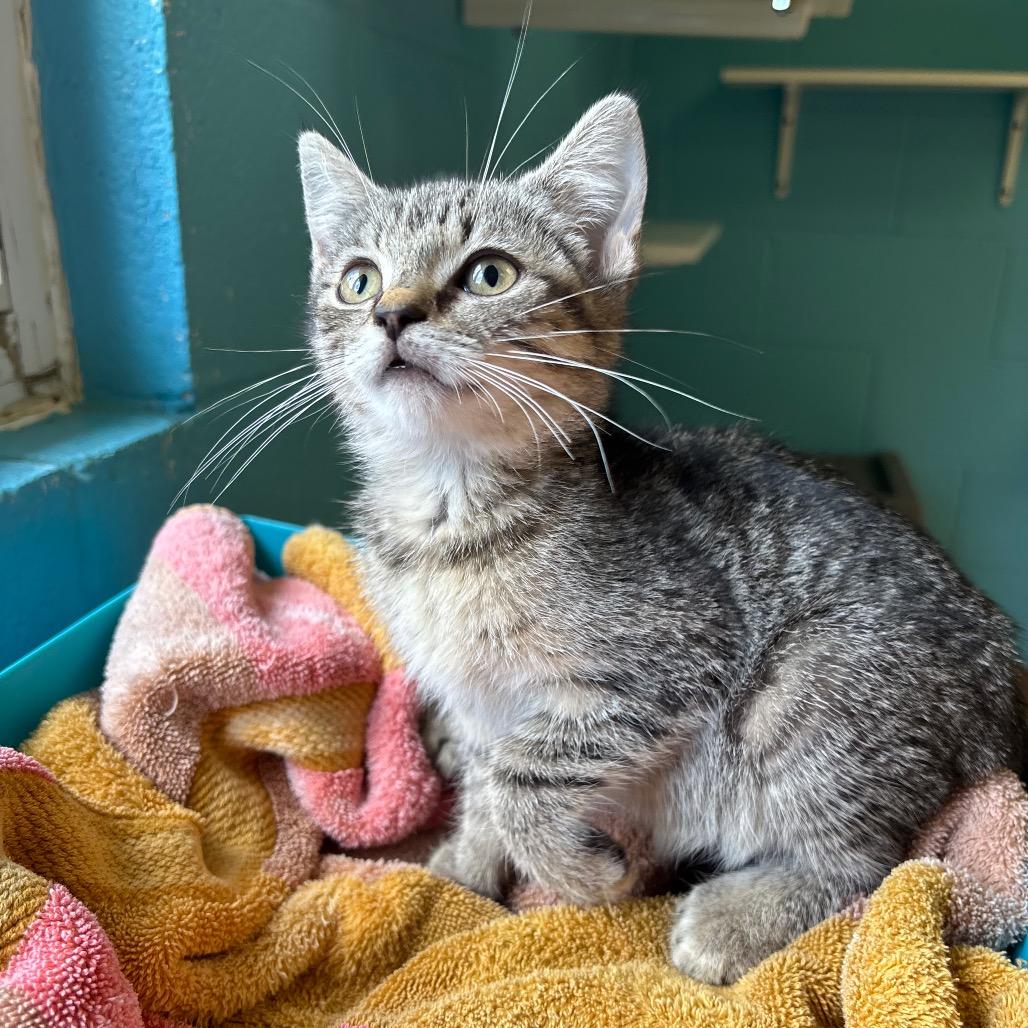Meadow, a Adoptable Domestic Short Hair in Roxboro, NC image 1/4