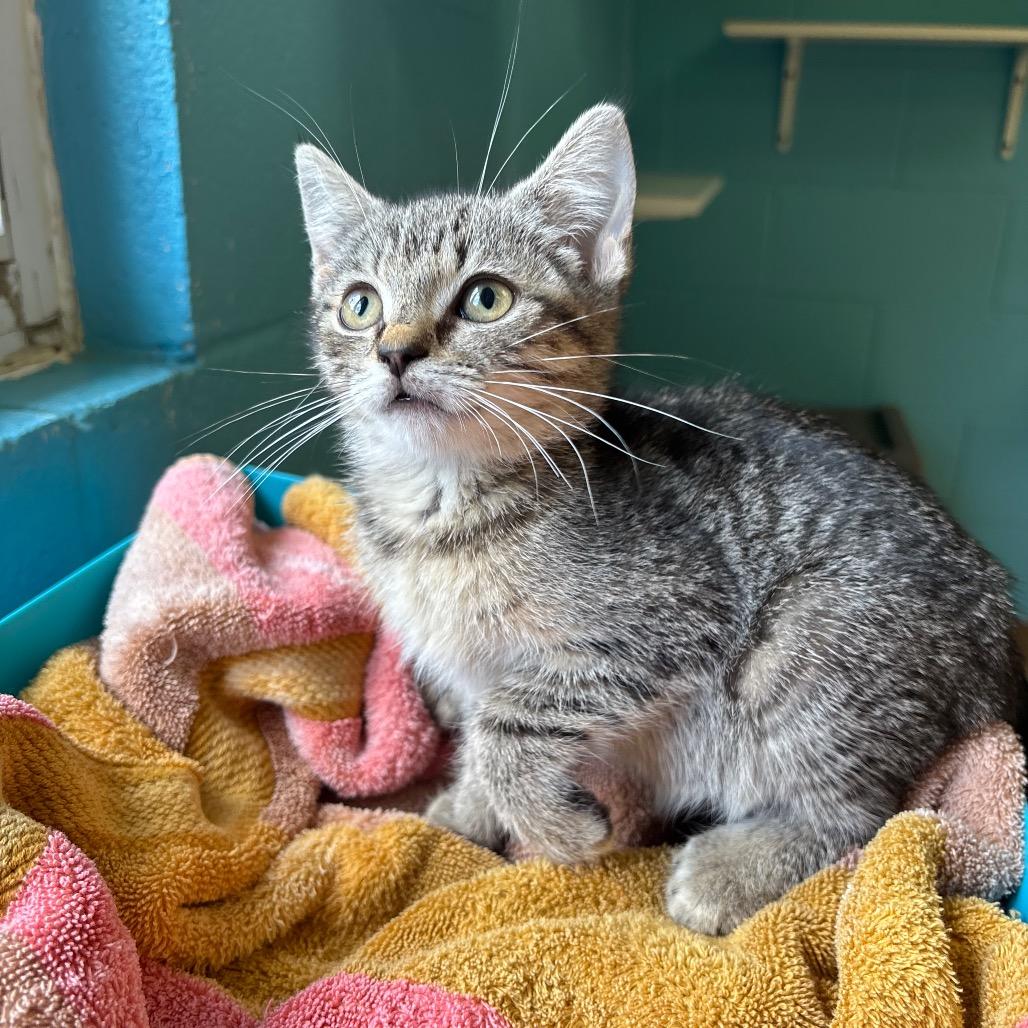 Meadow, a Adoptable Domestic Short Hair in Roxboro, NC image 2/4