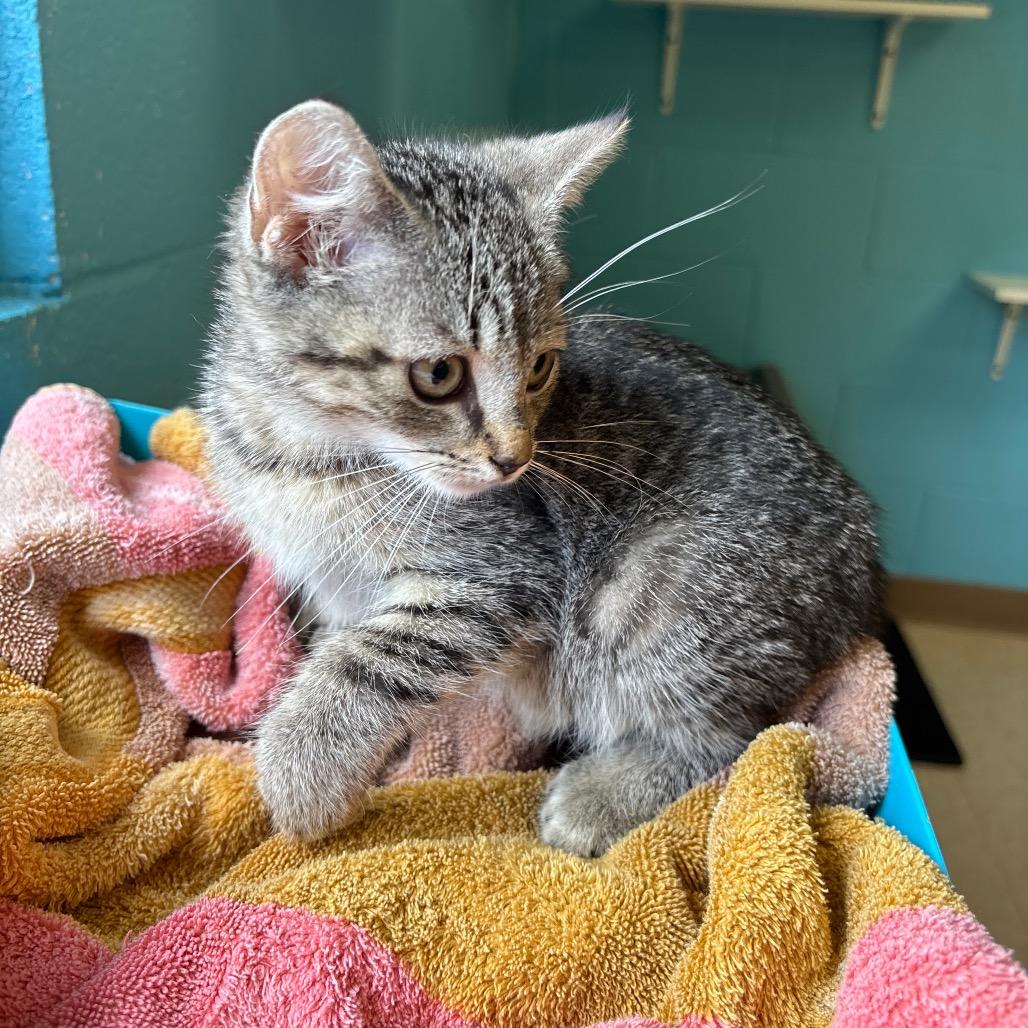 Meadow, a Adoptable Domestic Short Hair in Roxboro, NC image 3/4