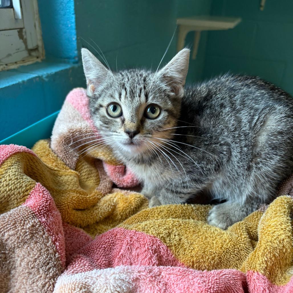 Meadow, a Adoptable Domestic Short Hair in Roxboro, NC image 4/4