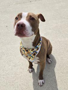 Nala, ADOPTABLE, Adult Female Pit Bull Terrier.