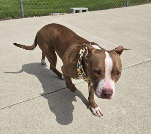 Nala, a ADOPTABLE Pit Bull Terrier in Bucyrus, OH image 2/4